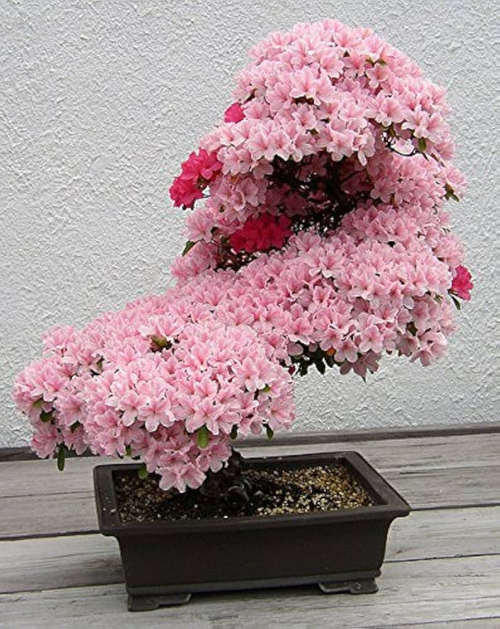 Baby Pink Simsii Bonsai Flower seeds for Planting - Cottage Garden Essential, Heirloom &amp; GMO Free Seeds for Home Garden