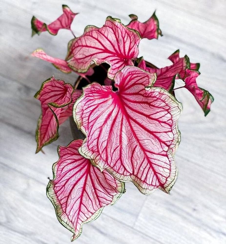 Caladium Bicolor Deep Pink Flower Seeds for Planting – Heirloom Non-GMO, High Germination Organic Garden Seeds