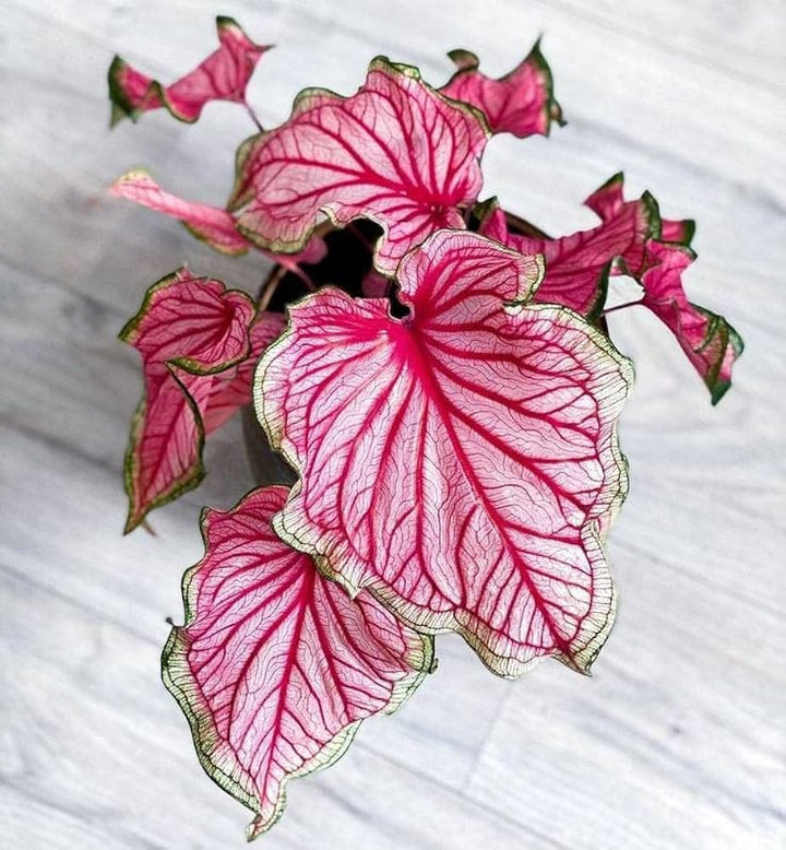 Caladium Bicolor Deep Pink Flower Seeds for Planting – Heirloom Non-GMO, High Germination Organic Garden Seeds