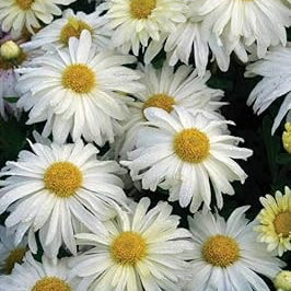 Flower Seeds, Seeds,Seeds For Planting,Plant Seeds