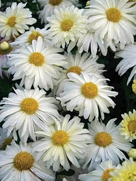 Flower Seeds, Seeds,Seeds For Planting,Plant Seeds