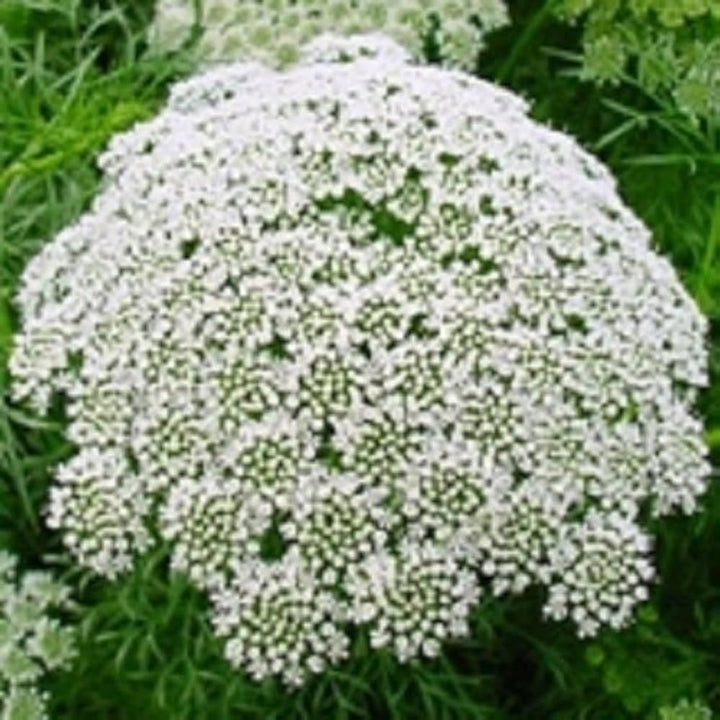 White Lace Flower Seeds for Planting – Heirloom, Non-GMO, High Germination Organic Garden Seeds for Elegant Blooms
