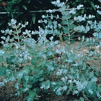 Herb Seeds,Garden seeds, Seeds For Planting,Plant Seeds