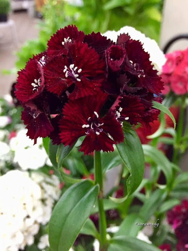 Maroon William Dianthus Flower Seeds for Planting – Heirloom Non-GMO, High Germination Organic Garden Seeds
