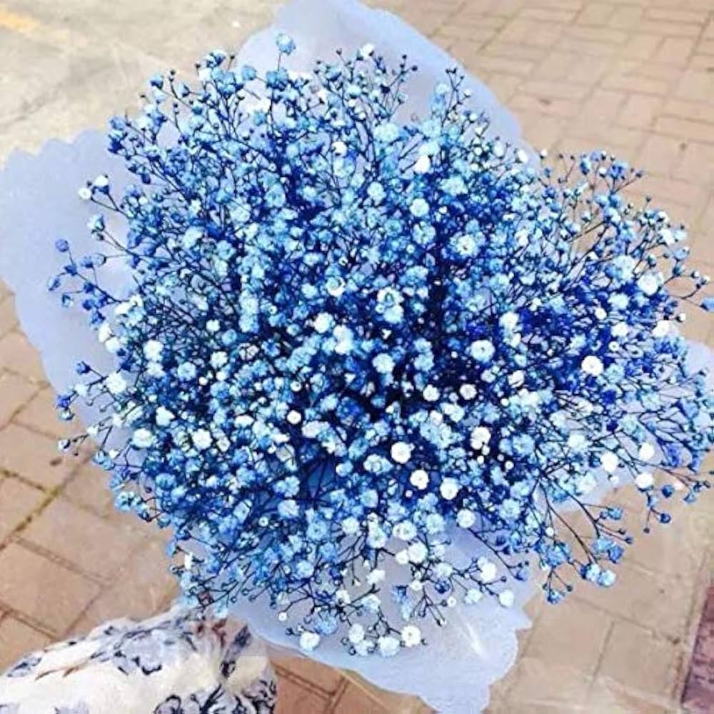Gypsophila Flower Seeds for Planting Sky Blue – Vibrant Colors, Heirloom, Non-GMO, High Germination Organic Garden Seeds
