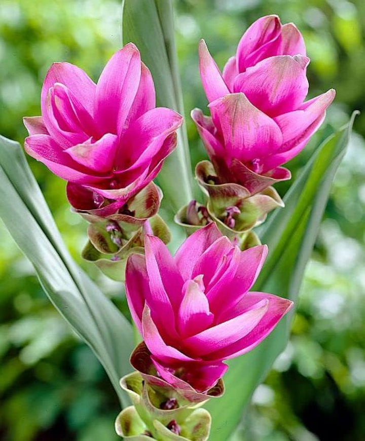 Curcuma Alismatifolia Flower Seeds for Planting – Heirloom, Non-GMO, High Germination Organic Garden Seeds
