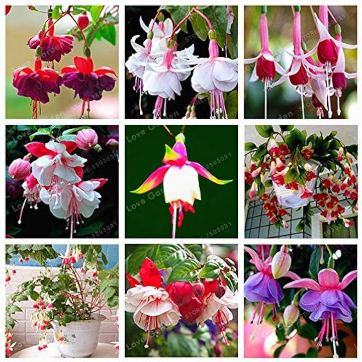 Mixed Double Petals Fuchsia Flower Seeds for Planting – Drought Tolerant Heirloom Non-GMO High Germination Seeds