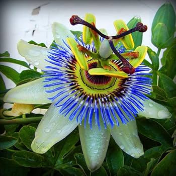 Sky Blue White Passion Flower Seeds for Planting – Fragrant Blossoms, Heirloom &amp; Non-GMO Garden Seeds