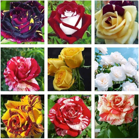Flower Seeds, Seeds,Seeds For Planting,Plant Seeds