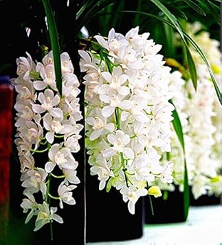 Herb Seeds,Garden seeds, Seeds For Planting,Plant Seeds