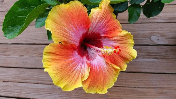 Mixed Hibiscus Flower Seeds for Planting – Vibrant Colors, Heirloom, Non-GMO, High Germination