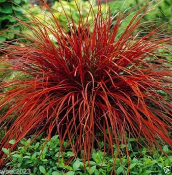 Flower Seeds, Seeds,Seeds For Planting,Plant Seeds