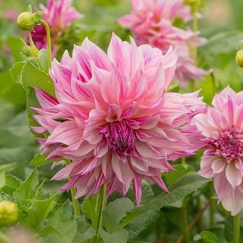 Flower Seeds, Seeds,Seeds For Planting,Plant Seeds