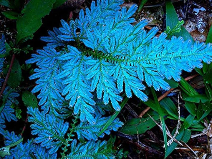 Fern Sky Blue Seeds for Planting – Heirloom, Non-GMO, High Germination, Drought Tolerant