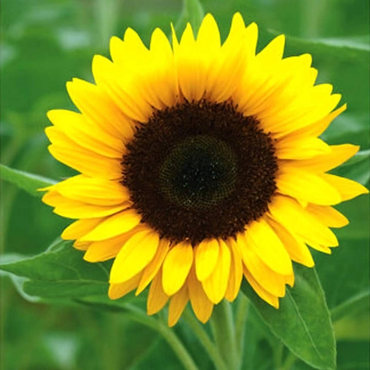 Sunflower Flower Seeds for Planting – Heirloom Non-GMO Seeds for Home Garden, High Germination