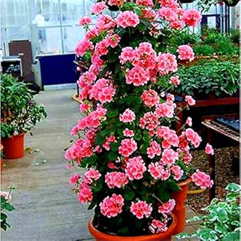 Pink Climbing Geranium Flower Seeds for Planting – Heirloom, Non-GMO, High Germination Organic Seeds