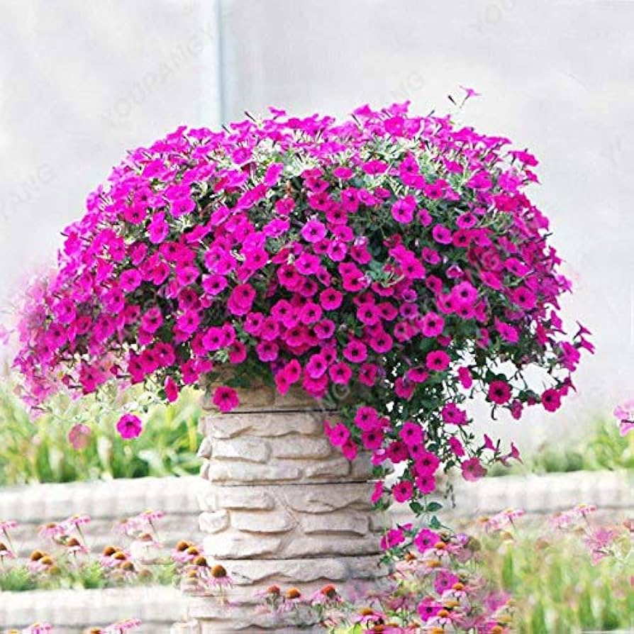 Pink Violet Hanging Petunia Flower Seeds for Planting – Heirloom, Non-GMO, High Germination Organic Garden Seeds