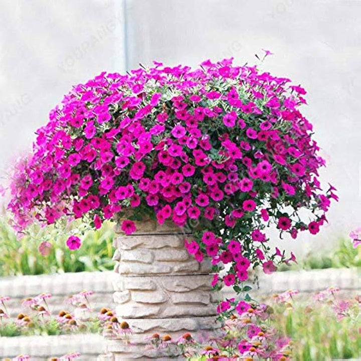 Pink Violet Hanging Petunia Flower Seeds for Planting – Heirloom, Non-GMO, High Germination Organic Garden Seeds