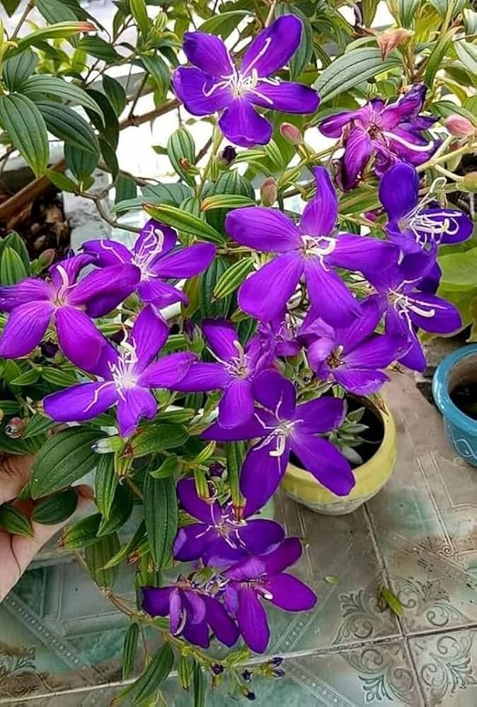 Purple Tibouchina Flower Seeds for Planting – Heirloom Non-GMO, High Germination Organic Garden Seeds