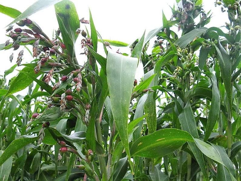 Flower Seeds, Seeds,Seeds For Planting,Plant Seeds