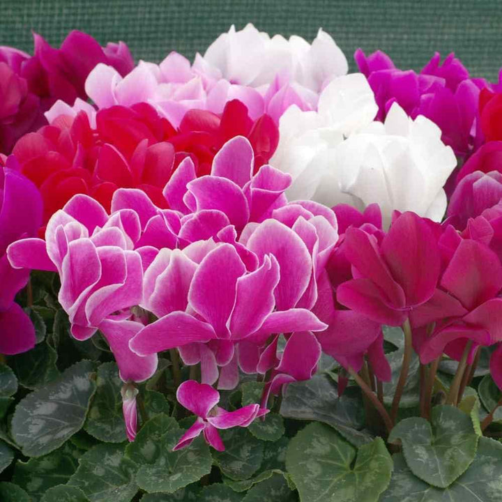 Flower Seeds, Seeds,Seeds For Planting,Plant Seeds