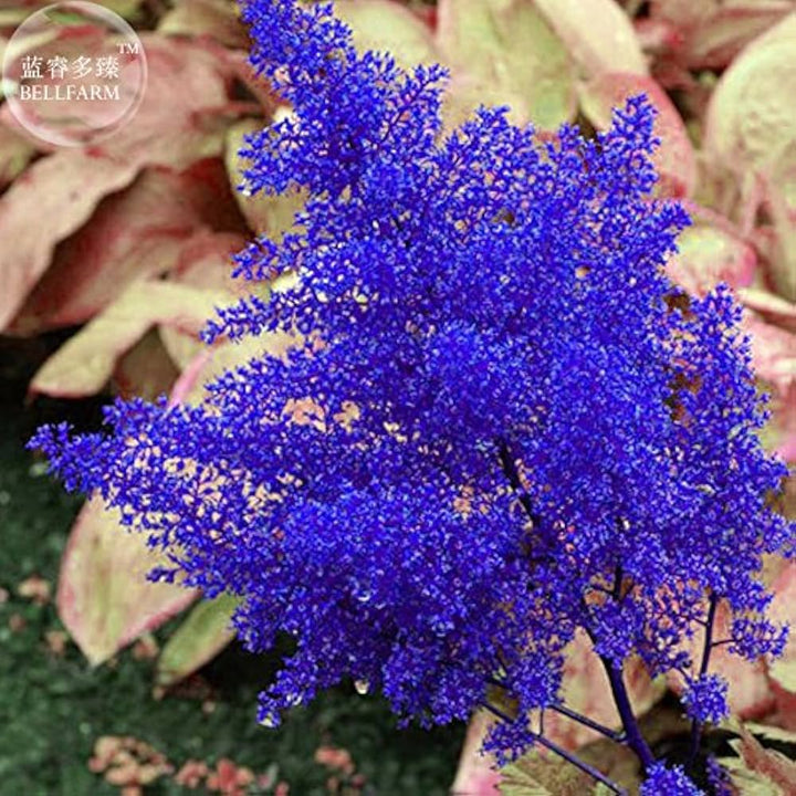 Blue Astilbe Flower Seeds for Planting – Heirloom, Non-GMO, Seasonal Bloomer, High Germination