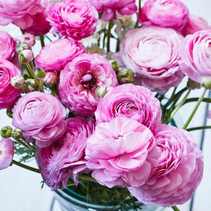 Flower Seeds, Seeds,Seeds For Planting,Plant Seeds