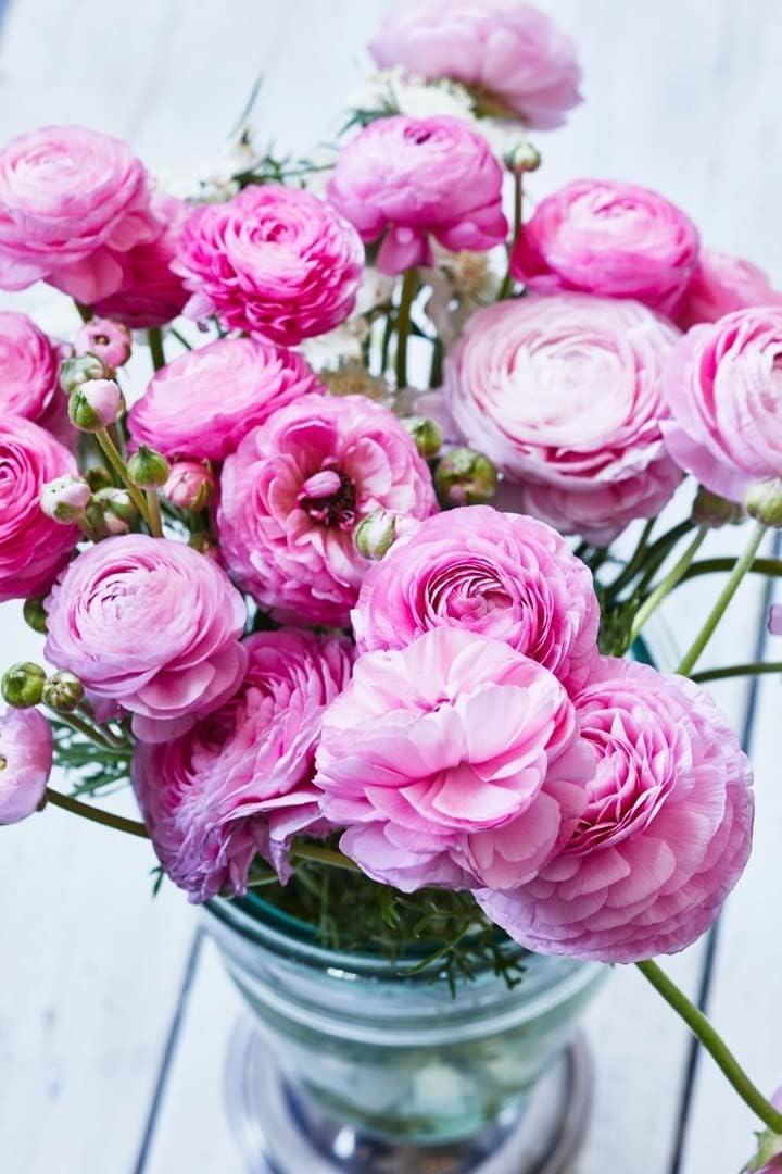 Flower Seeds, Seeds,Seeds For Planting,Plant Seeds