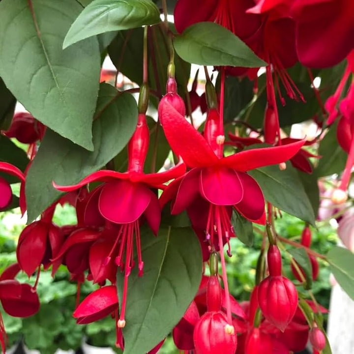 Red Double Petals Fuchsia Seeds for Planting – Heirloom, Non-GMO, Low Maintenance, High Germination