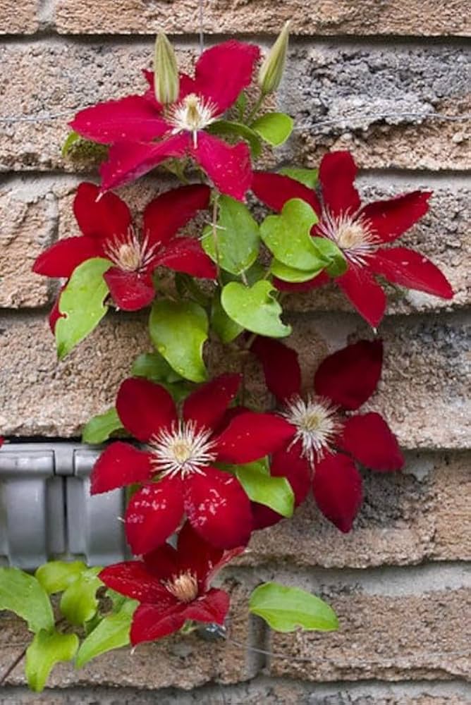 Flower Seeds, Seeds,Seeds For Planting,Plant Seeds