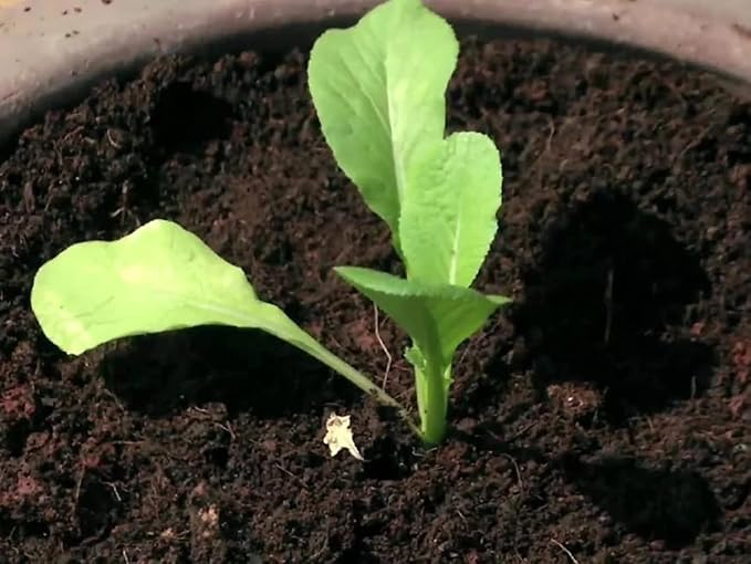 Green Choy Seeds for Planting – Heirloom Non-GMO Leafy Asian Vegetable Seeds with High Germination for Organic Gardens
