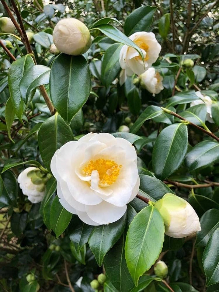 White Camellia Flower Seeds for Planting – Heirloom, Non-GMO, High Germination Organic Garden Seeds