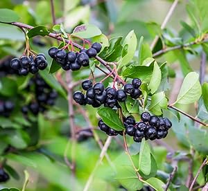 Chokeberry fruit seeds for planting – Heirloom & Non-GMO garden seeds for antioxidant-rich home harvests