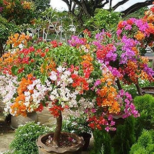 Flower Seeds, Seeds,Seeds For Planting,Plant Seeds