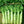 Asparagus Lettuce Celtuce Seeds for Planting – Heirloom, Non-GMO, Crisp Stem Vegetable – High Germination