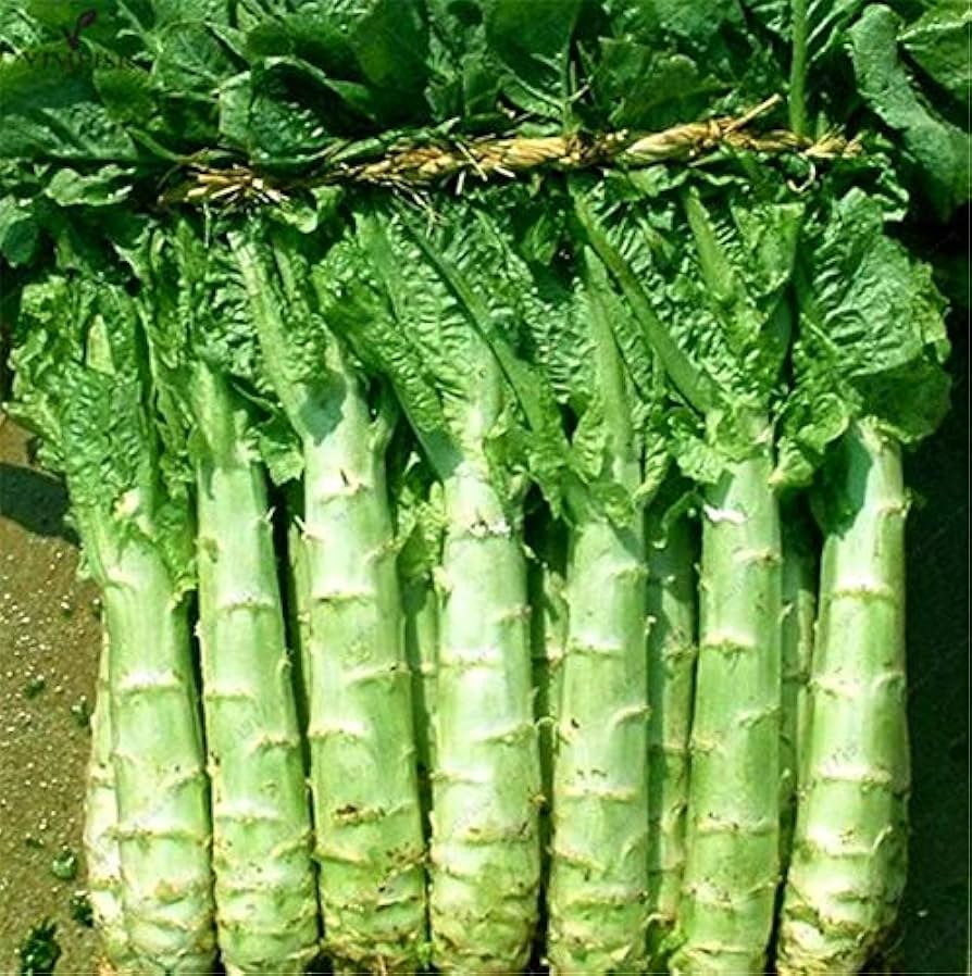 Asparagus Lettuce Celtuce Seeds for Planting – Heirloom, Non-GMO, Crisp Stem Vegetable – High Germination