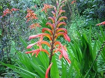 Herb Seeds,Garden seeds, Seeds For Planting,Plant Seeds