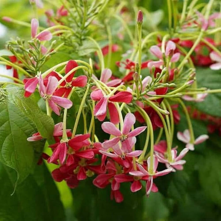 Creeper Flower seeds for Planting - Fragrant Blossoms, Heirloom & GMO Free Seeds for Home Garden | Non-GMO, High Germination