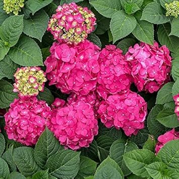 Pink Hydrangea Flower Seeds for Planting – Heirloom, Non-GMO, High Germination Organic Garden Seeds