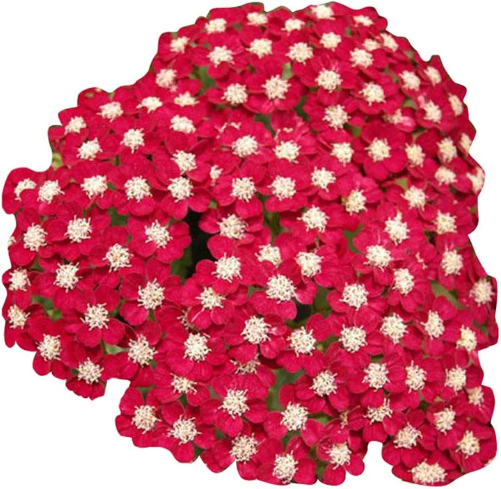 Flower Seeds, Seeds,Seeds For Planting,Plant Seeds
