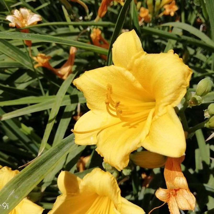 Yellow Amaryllis Flower Seeds – Heirloom, Non-GMO, High Germination Organic Garden Seeds for Planting