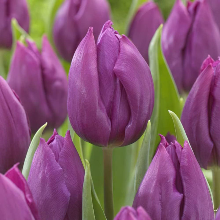 Flower Seeds, Seeds,Seeds For Planting,Plant Seeds