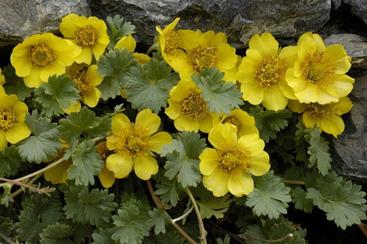 Flower Seeds, Seeds,Seeds For Planting,Plant Seeds