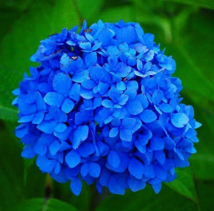 Flower Seeds, Seeds,Seeds For Planting,Plant Seeds