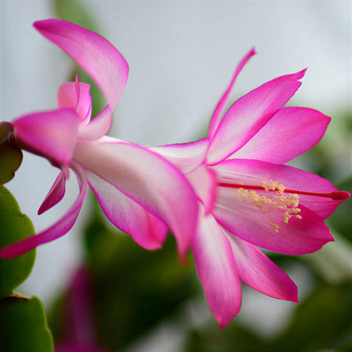 Schlumbergera Flower seeds for Planting-Pollinator Friendly Heirloom&amp;GMO Free Seeds for Home Garden