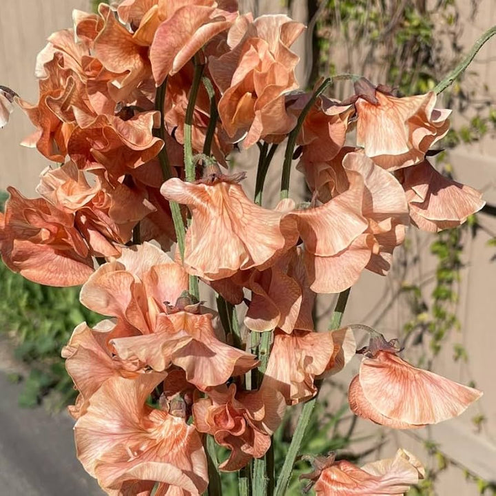Brown Sweet Pea Flower Seeds – Seasonal Bloomer, Heirloom & Non-GMO Seeds for Home Garden Planting