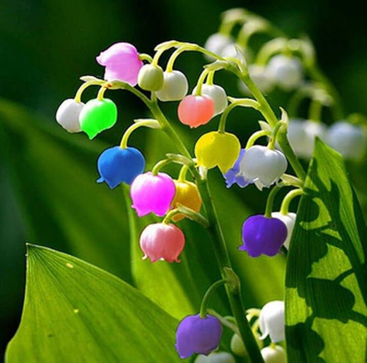 Mixed Bell Orchid Flower Seeds for Planting – Heirloom Non-GMO, High Germination Organic Garden Seeds