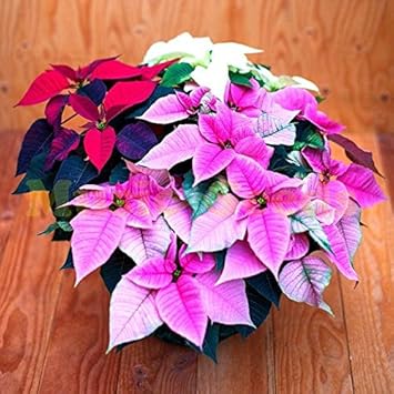 Flower Seeds, Seeds,Seeds For Planting,Plant Seeds