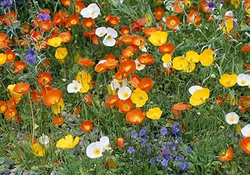 Flower Seeds, Seeds,Seeds For Planting,Plant Seeds