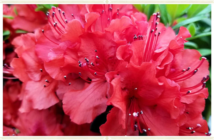 Flower Seeds, Seeds,Seeds For Planting,Plant Seeds